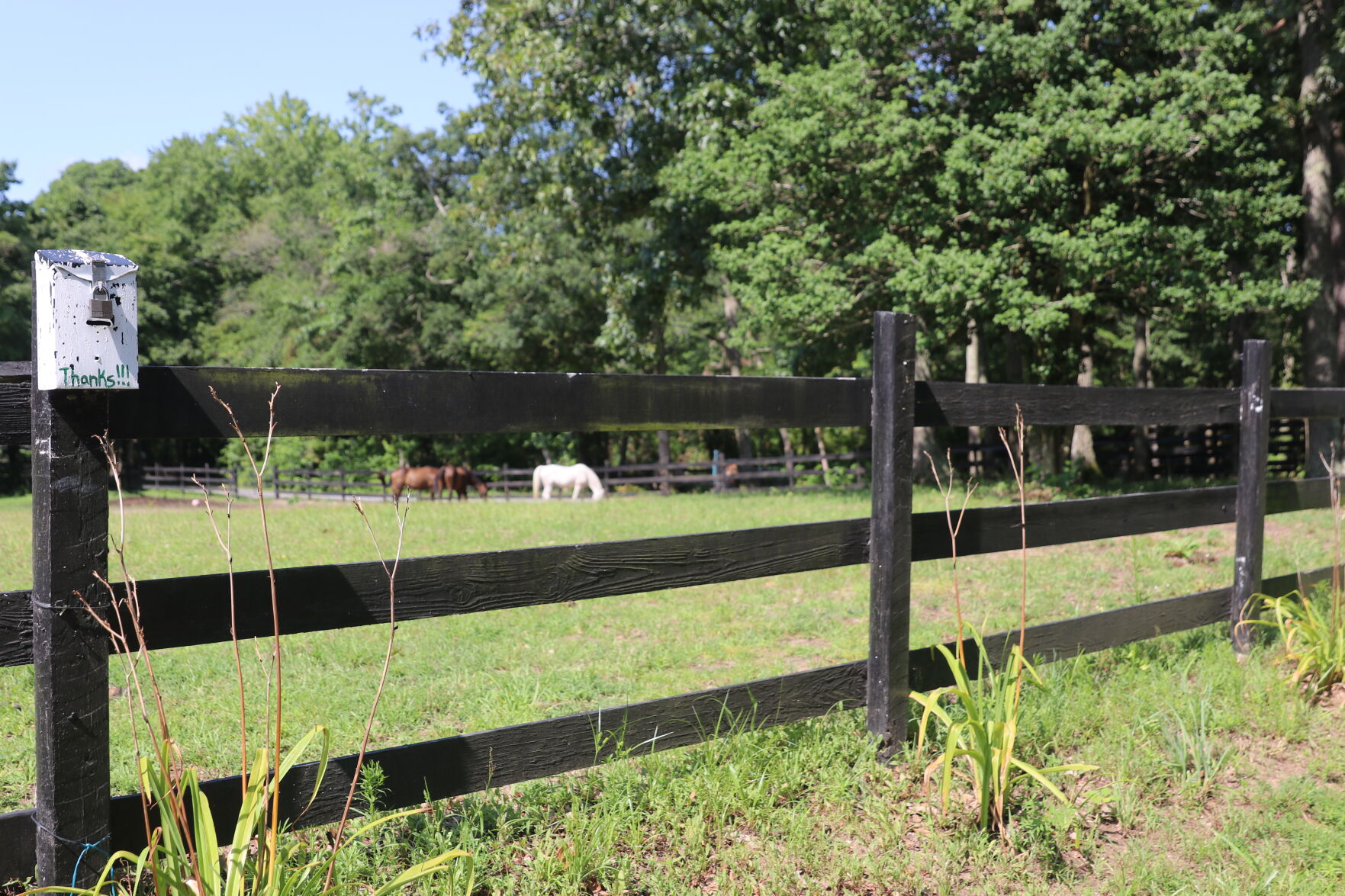 071921-pac-nws-horses